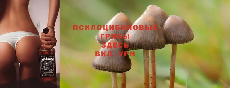 Псилоцибиновые грибы Cubensis  mega онион  Лабытнанги 